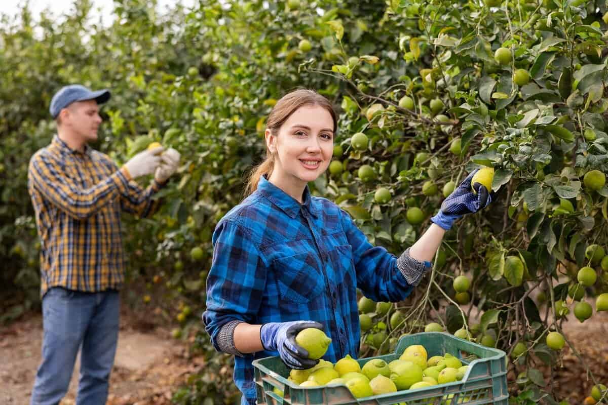 Trovare lavoro in Australia con vitto e alloggio: ecco le opportunità